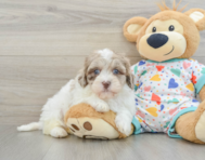 8 week old Havapoo Puppy For Sale - Windy City Pups