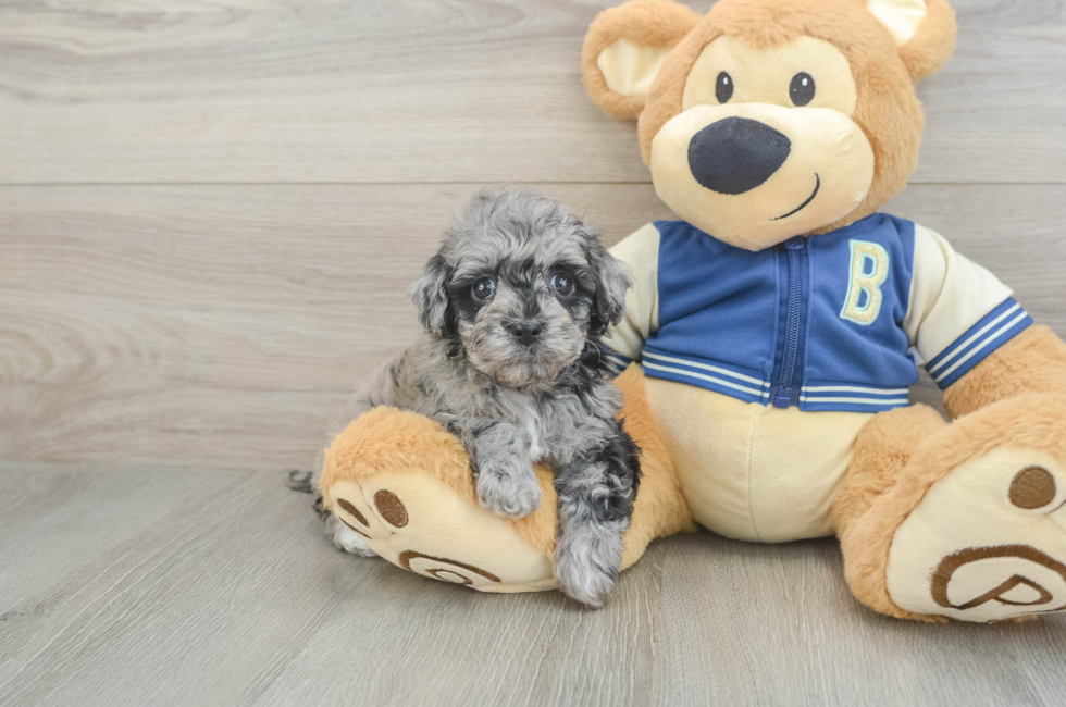 5 week old Havapoo Puppy For Sale - Windy City Pups