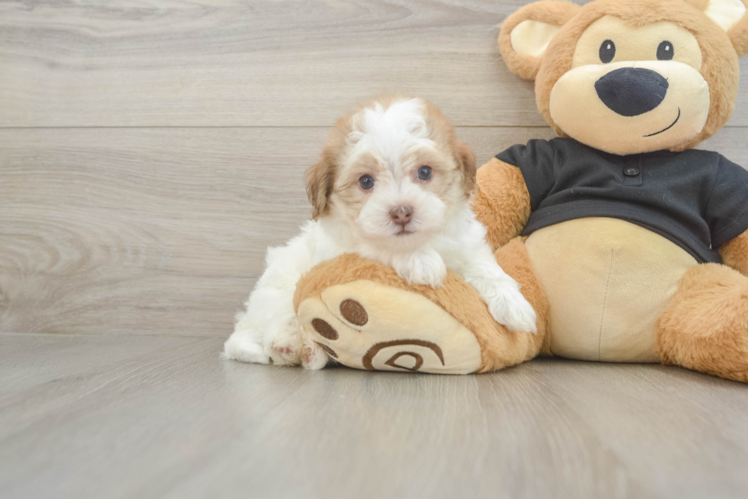 Havapoo Puppy for Adoption