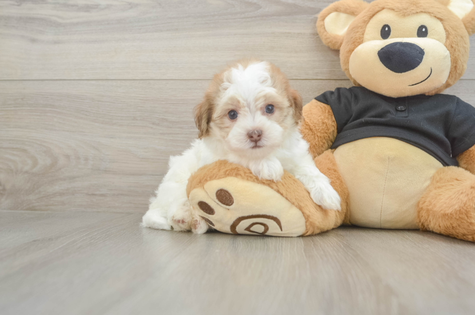 6 week old Havapoo Puppy For Sale - Windy City Pups