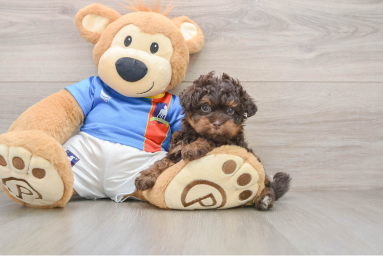 Popular Havapoo Poodle Mix Pup