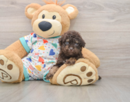 7 week old Havapoo Puppy For Sale - Windy City Pups