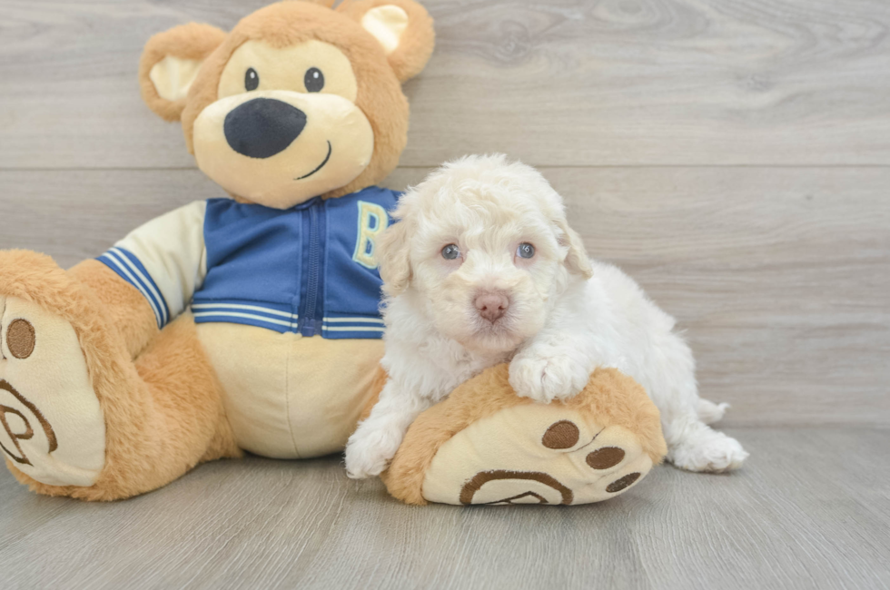 5 week old Havapoo Puppy For Sale - Windy City Pups