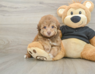 8 week old Havapoo Puppy For Sale - Windy City Pups