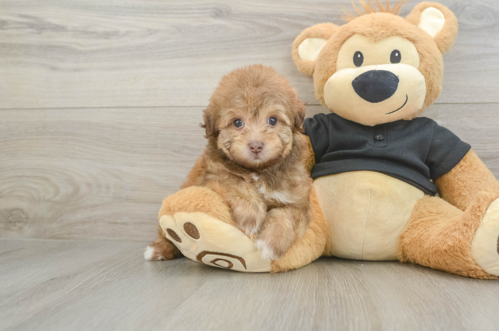 6 week old Havapoo Puppy For Sale - Windy City Pups