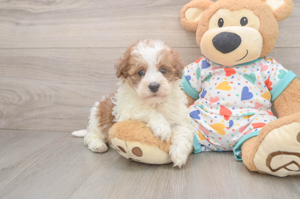 6 week old Havapoo Puppy For Sale - Windy City Pups