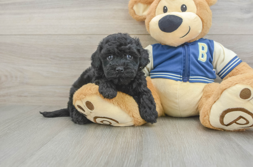 5 week old Havapoo Puppy For Sale - Windy City Pups