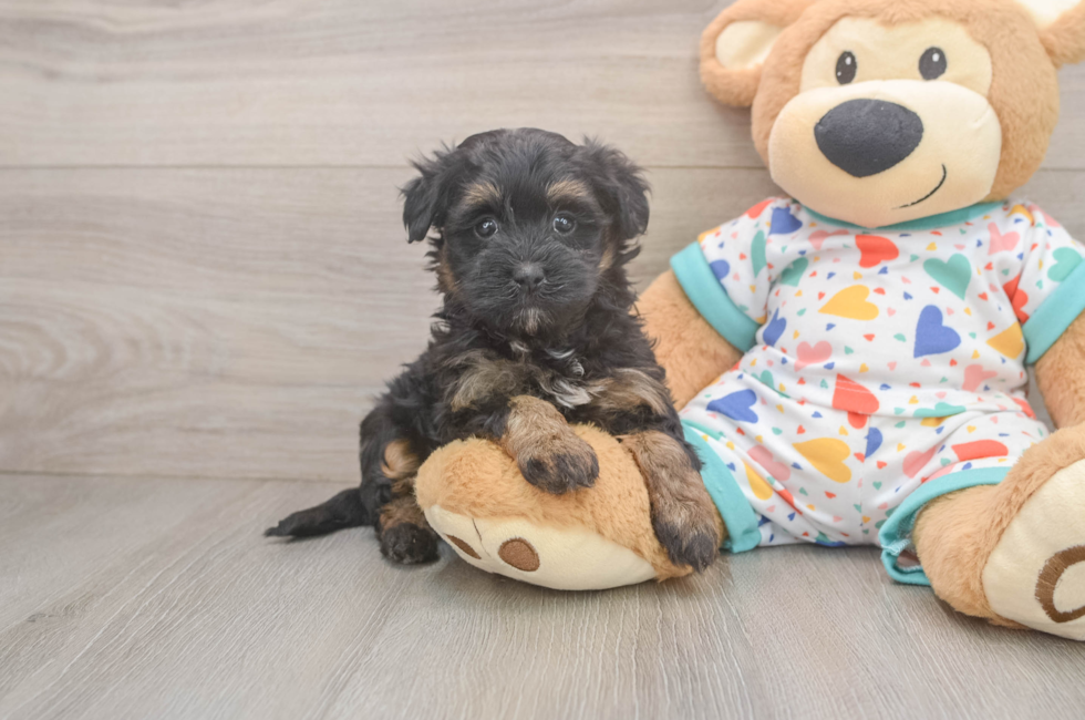 6 week old Havapoo Puppy For Sale - Windy City Pups