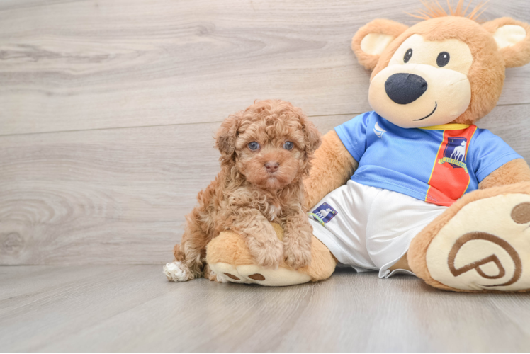 Havapoo Pup Being Cute