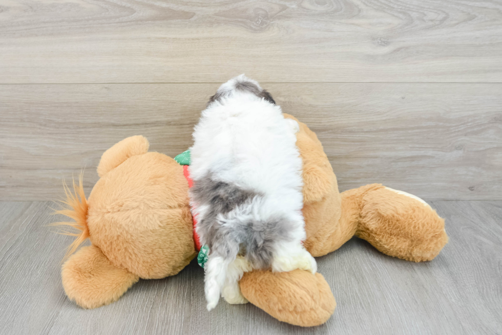 Adorable Havadoodle Poodle Mix Puppy