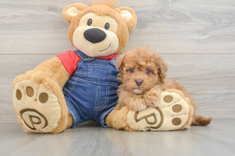 6 week old Havapoo Puppy For Sale - Windy City Pups