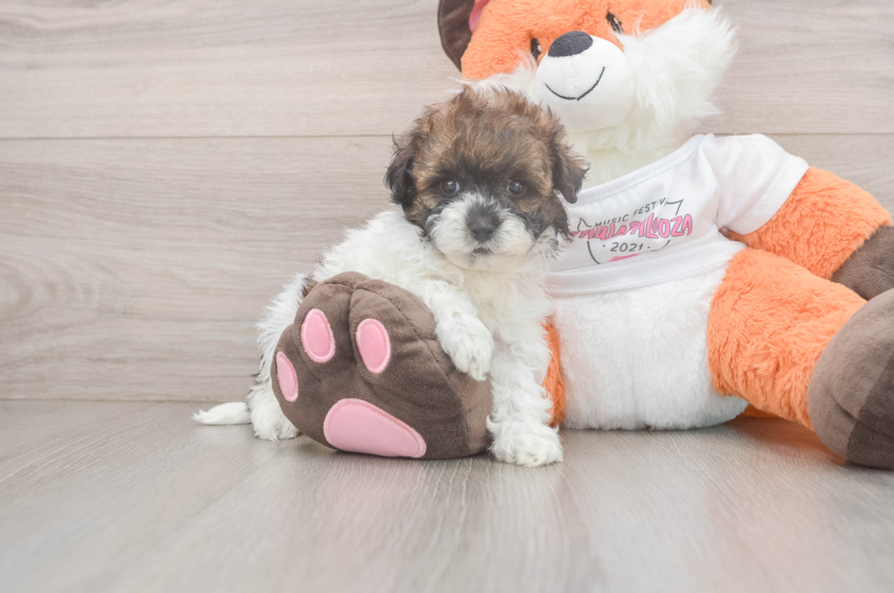 6 week old Havapoo Puppy For Sale - Windy City Pups