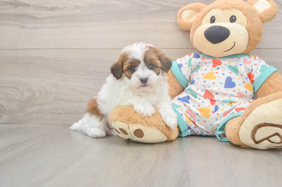 5 week old Havapoo Puppy For Sale - Windy City Pups