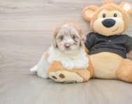 7 week old Havapoo Puppy For Sale - Windy City Pups