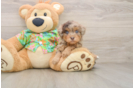 Havapoo Puppy for Adoption