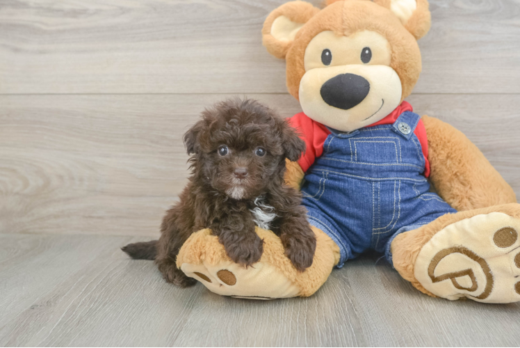 Havapoo Puppy for Adoption