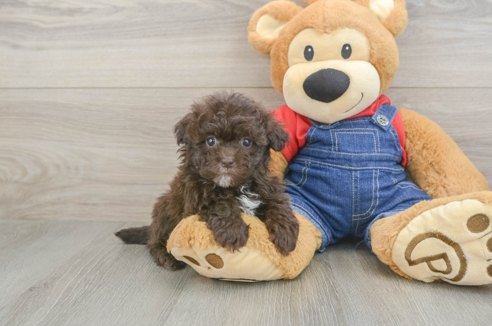 6 week old Havapoo Puppy For Sale - Windy City Pups