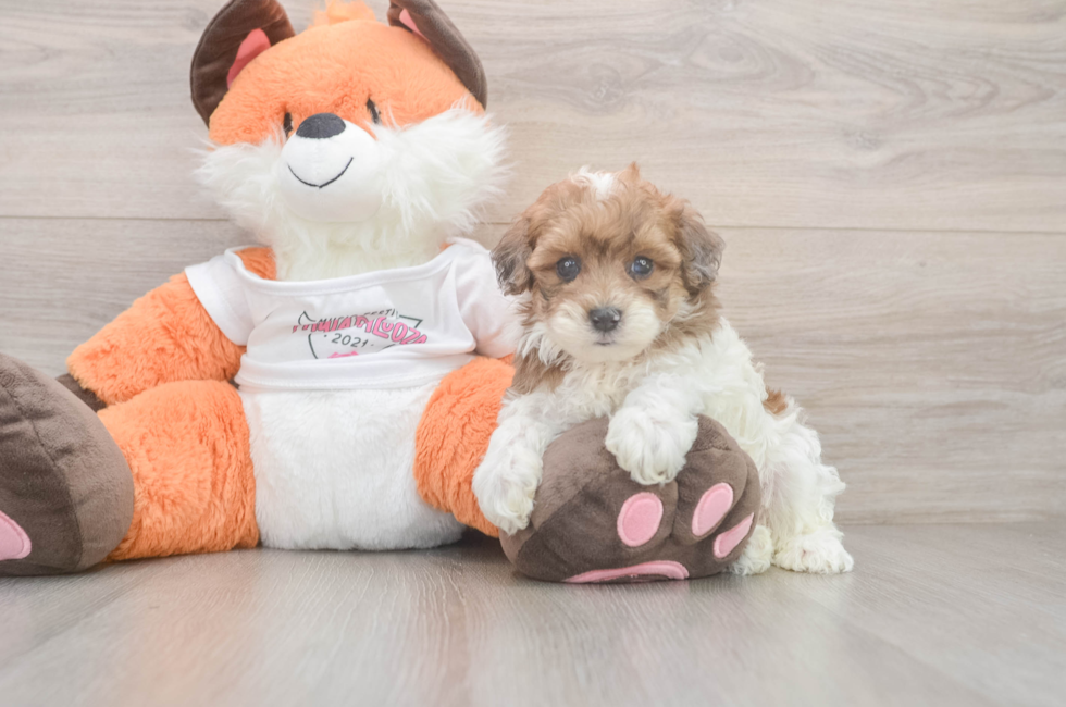 6 week old Havapoo Puppy For Sale - Windy City Pups