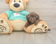 7 week old Havapoo Puppy For Sale - Windy City Pups