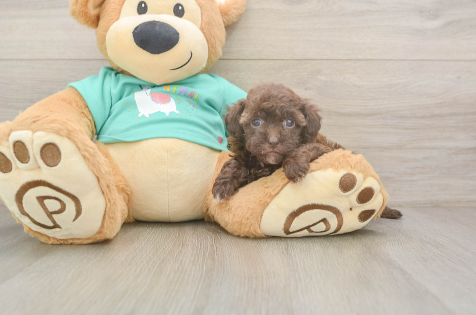 5 week old Havapoo Puppy For Sale - Windy City Pups