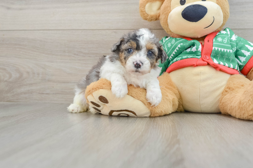 Energetic Havadoodle Poodle Mix Puppy