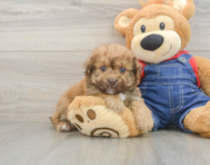 9 week old Havapoo Puppy For Sale - Windy City Pups