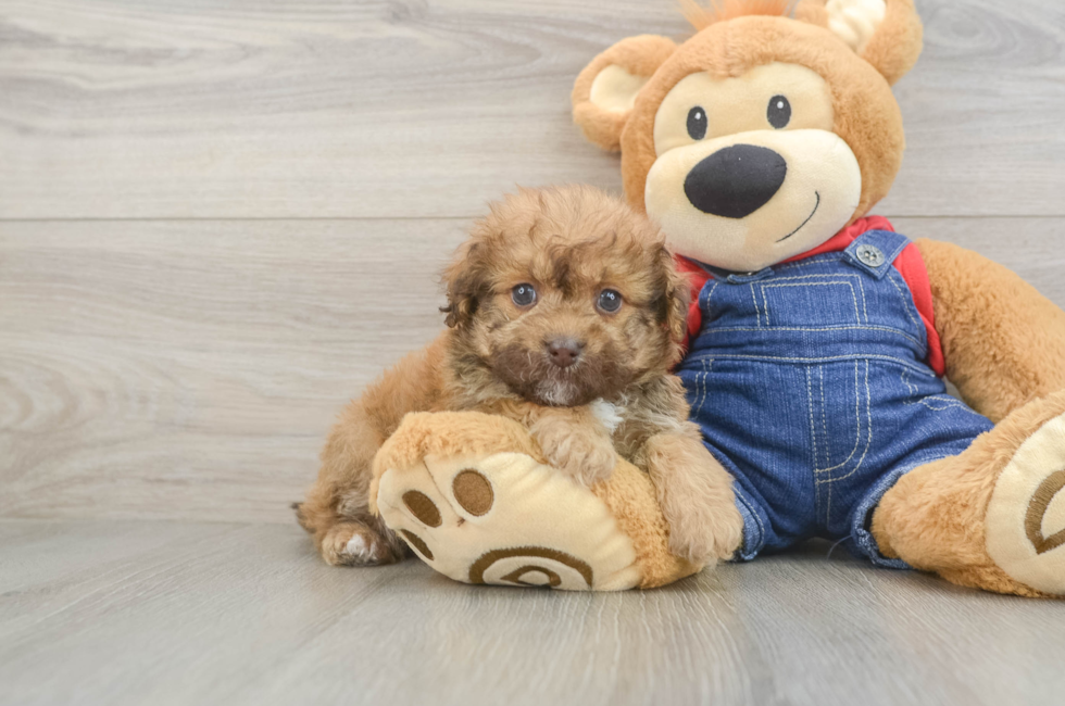 6 week old Havapoo Puppy For Sale - Windy City Pups