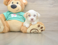 7 week old Havapoo Puppy For Sale - Windy City Pups