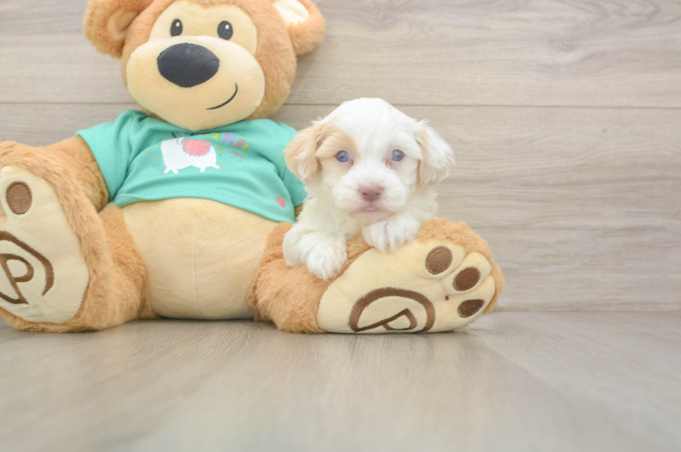 5 week old Havapoo Puppy For Sale - Windy City Pups
