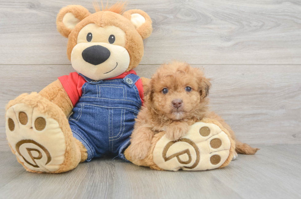 6 week old Havapoo Puppy For Sale - Windy City Pups