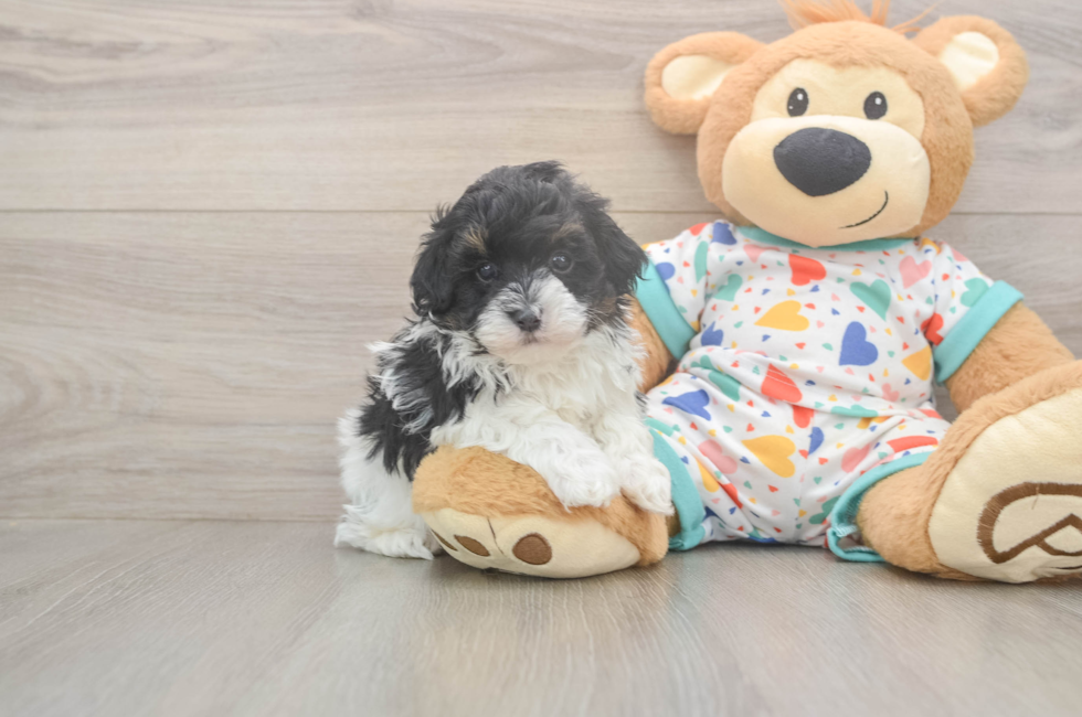 5 week old Havapoo Puppy For Sale - Windy City Pups