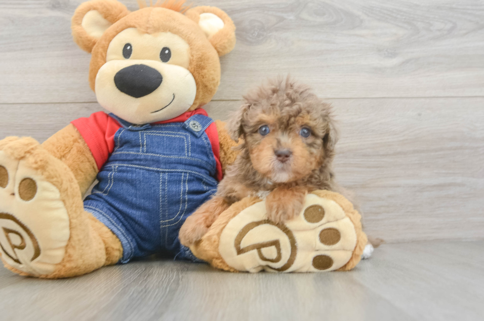 6 week old Havapoo Puppy For Sale - Windy City Pups