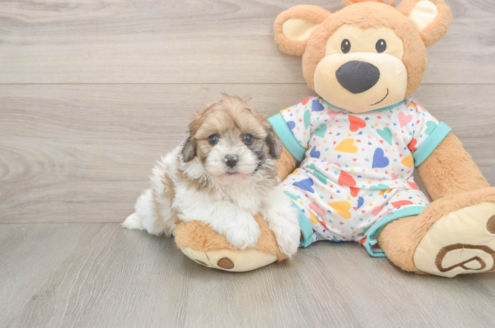 5 week old Havapoo Puppy For Sale - Windy City Pups
