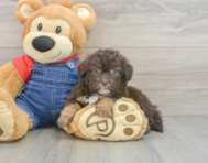 9 week old Havapoo Puppy For Sale - Windy City Pups