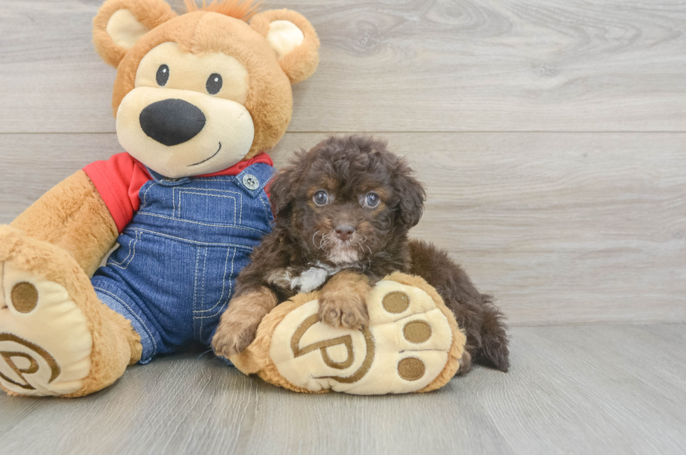 6 week old Havapoo Puppy For Sale - Windy City Pups