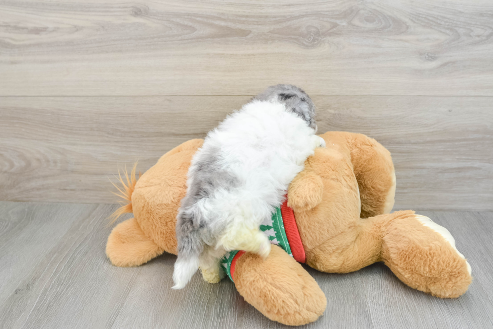 Fluffy Havapoo Poodle Mix Pup