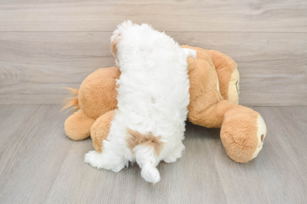 Smart Havapoo Poodle Mix Pup