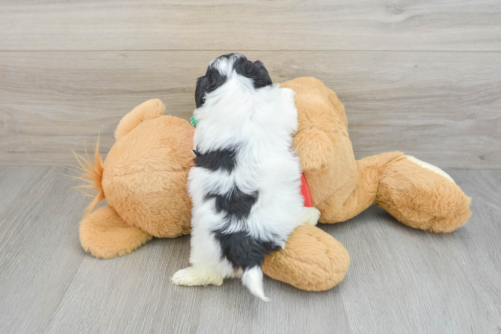 Smart Havapoo Poodle Mix Pup