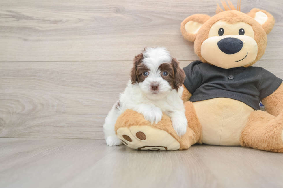 Fluffy Havapoo Poodle Mix Pup