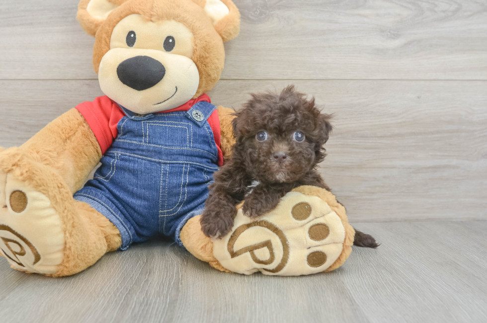 6 week old Havapoo Puppy For Sale - Windy City Pups