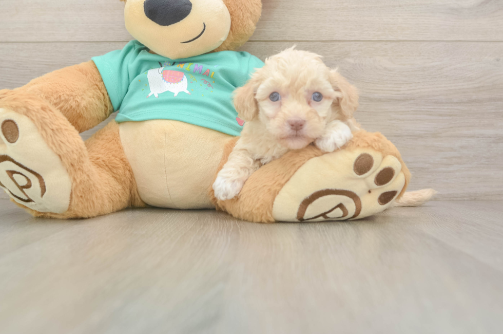 5 week old Havapoo Puppy For Sale - Windy City Pups