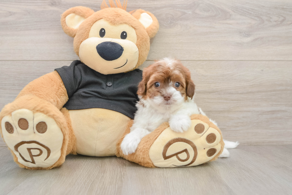 Little Havadoodle Poodle Mix Puppy