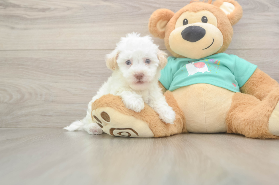 5 week old Havapoo Puppy For Sale - Windy City Pups