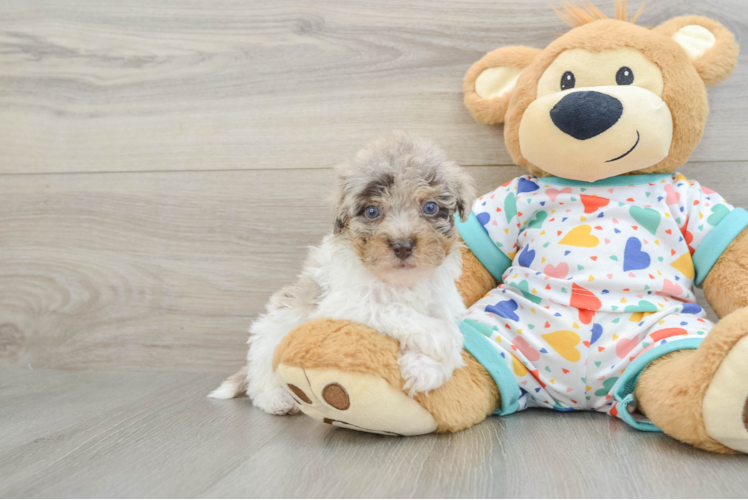 Little Havadoodle Poodle Mix Puppy