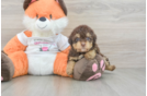 Havapoo Pup Being Cute