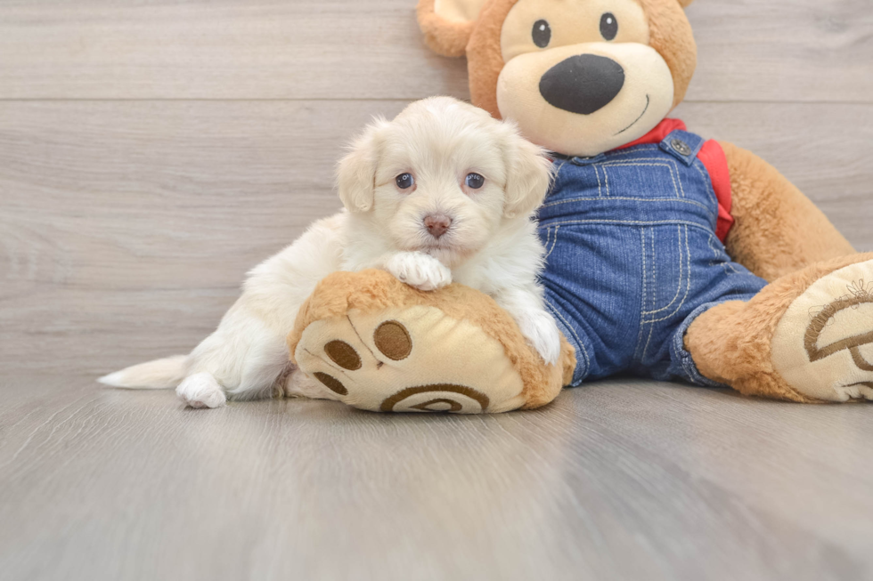 Playful Havadoodle Poodle Mix Puppy