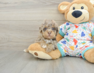 8 week old Havapoo Puppy For Sale - Windy City Pups