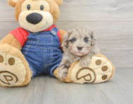 8 week old Havapoo Puppy For Sale - Windy City Pups