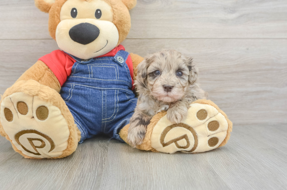 5 week old Havapoo Puppy For Sale - Windy City Pups