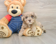 8 week old Havapoo Puppy For Sale - Windy City Pups